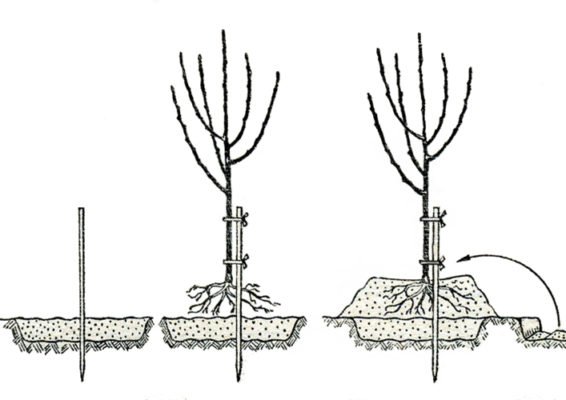 Как посадить грушевое дерево