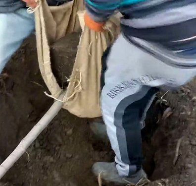 Грушу вынимают из ямы с комом земли