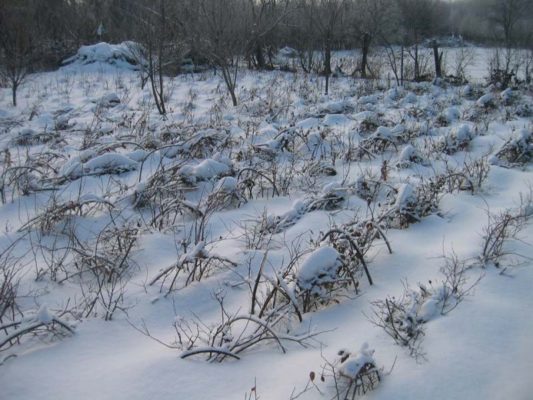 Зимовка малины под снегом