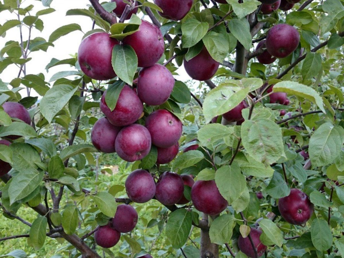 Яблоня Черный принц: описание сорта яблок, посадка + фото отзывы