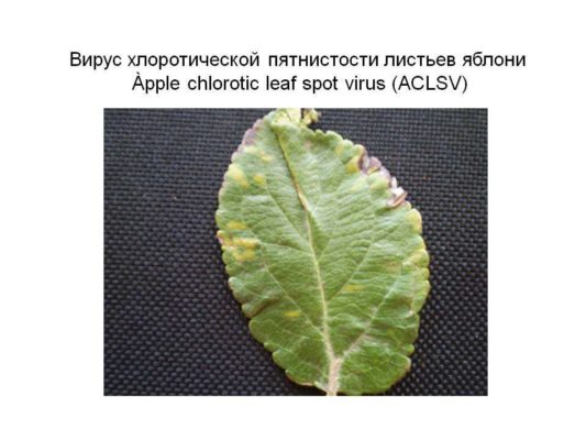 Поражённый вирусом лист яблони