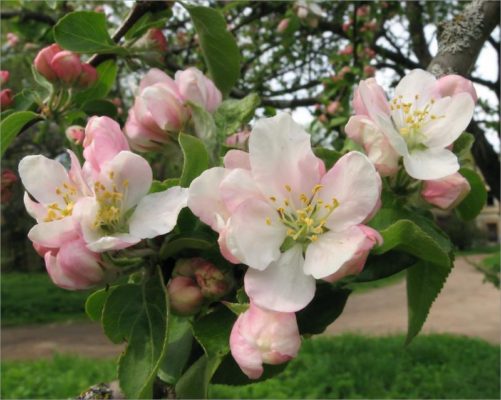 Цветущая яблоня: как выглядят цветы и ветки, когда бывает цветение, в каком  месяце, в том числе в Москве + фото