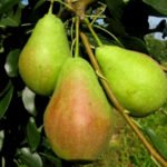 Плоды груши сорта Красавица Черненко