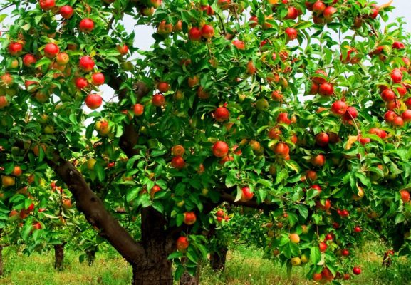 Яблоня с плодами