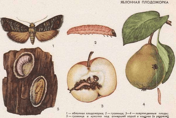 Рисунок стадий развития яблонной плодожорки
