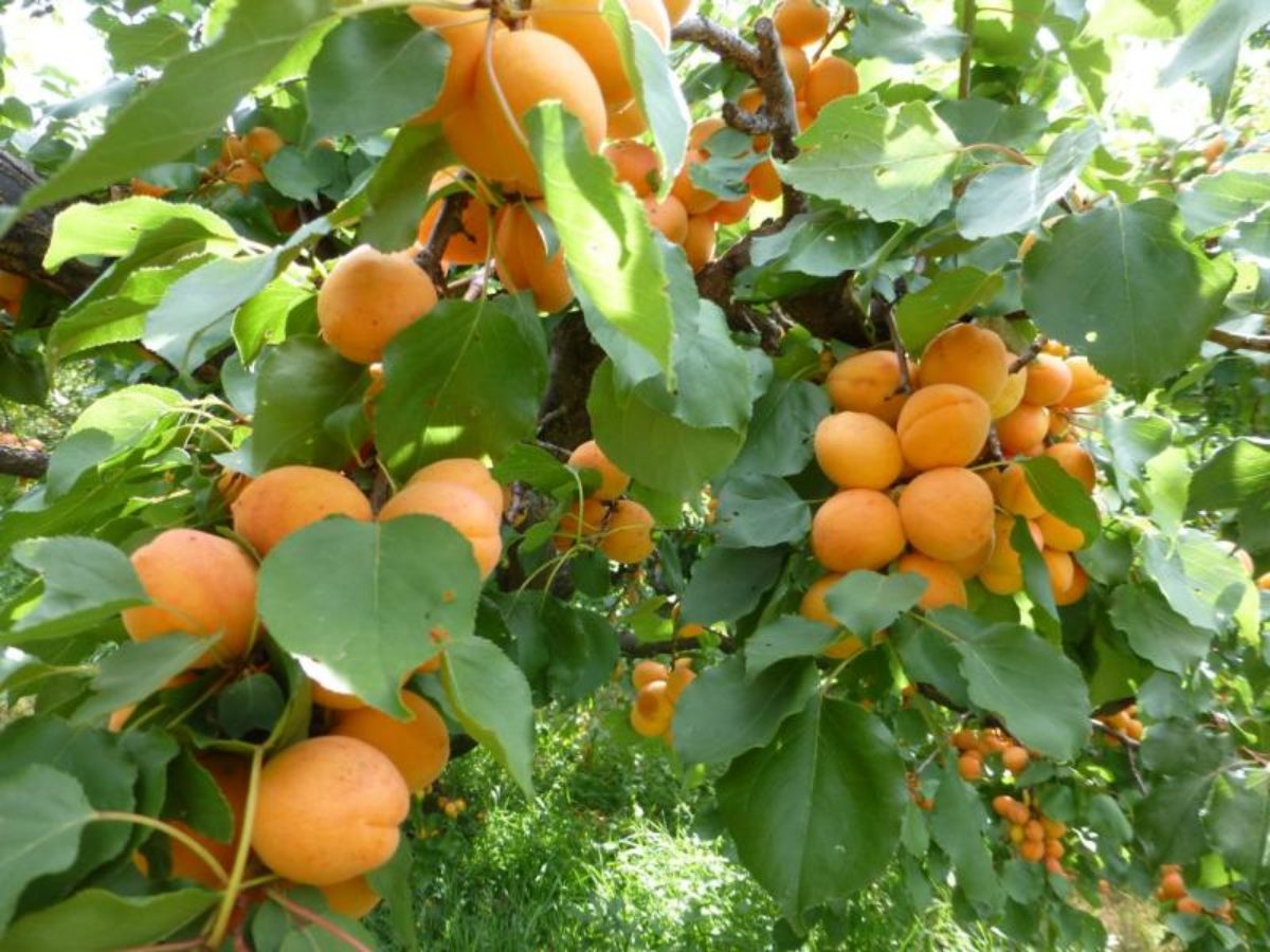 Сорта абрикоса для Курганской области названия, фото, описание