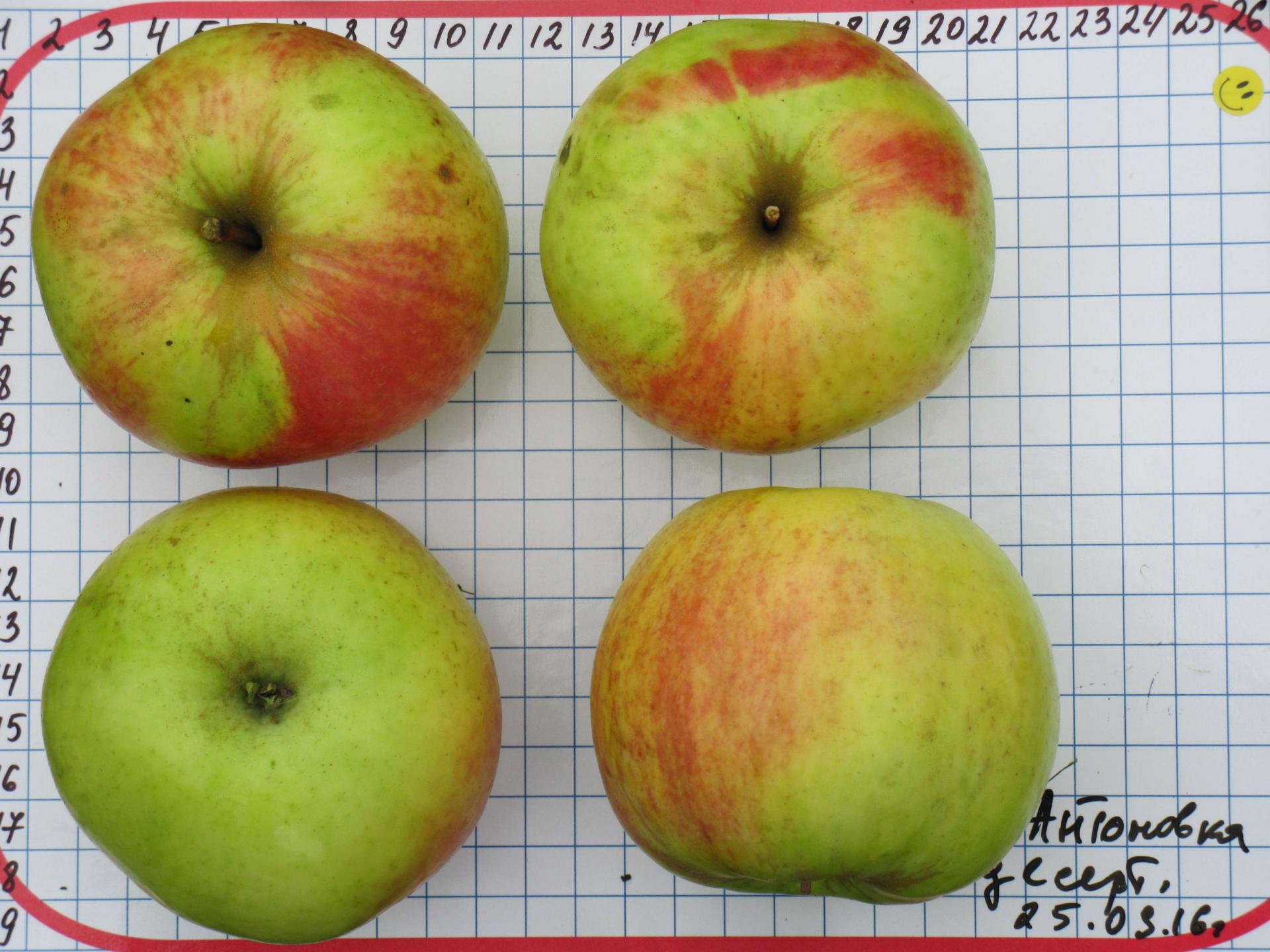 Десертное петрова яблоня описание сорта фото