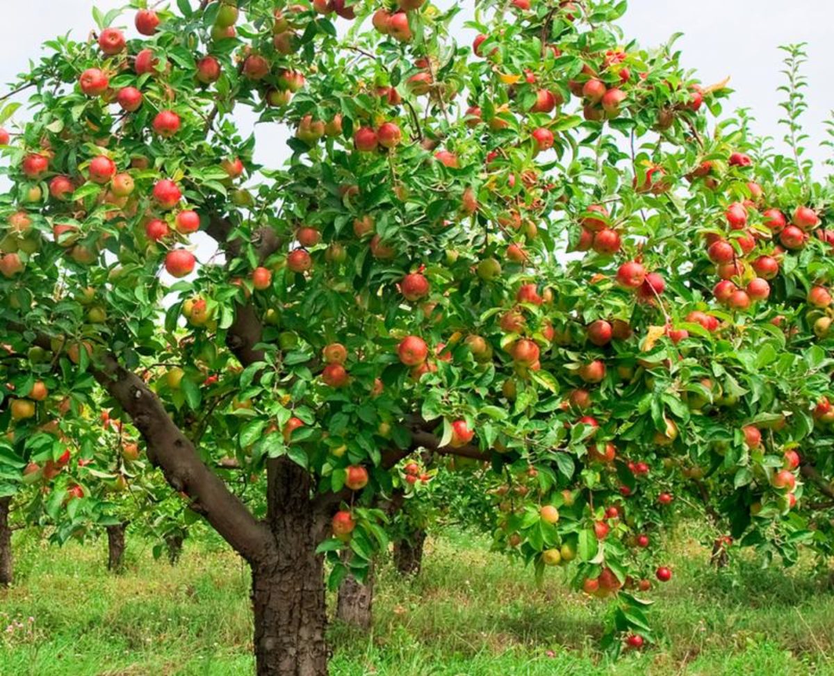 фото яблони с яблоками