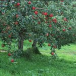 Яблоневый сад летом