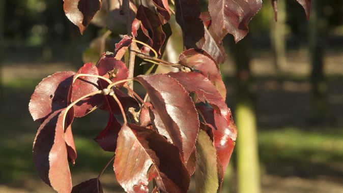 Осенние листья груши Шантиклер