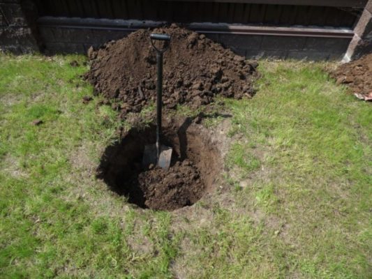 Выкопайте посадочную яму