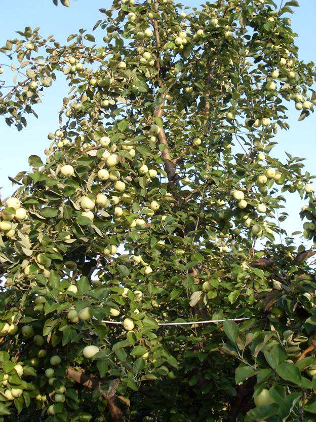Яблоня Папировка: описание сорта, фото, отзывы садоводов - все о яблоне Папировка