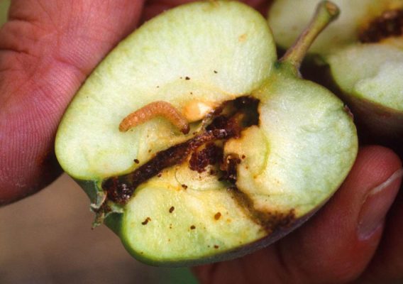 Плодожорка внутри яблока