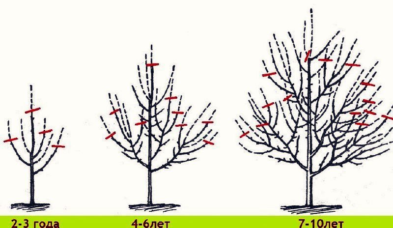 как подрезать молодые деревья
