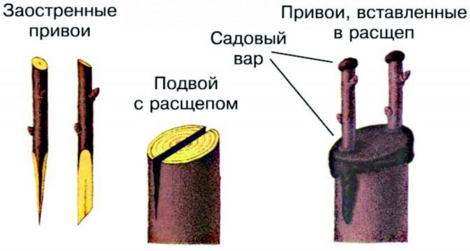 Прививка в расщеп