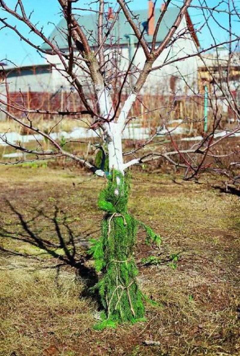 как защитить стволы плодовых деревьев на зиму
