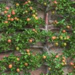 Яблоня на стене здания