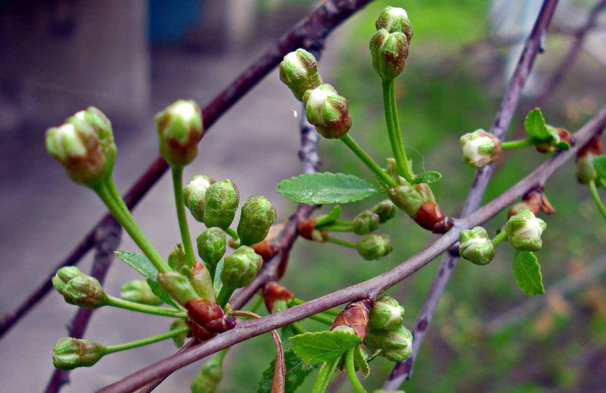 Обработка вишни от вредителей и болезней, в том числе как обработать весной, чем и как опрыскивать, сроки, препараты