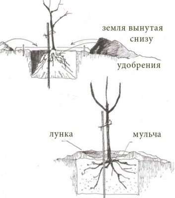 Схема расположения саженца в лунке