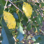 Листья вишни, поражённые коккомикозом
