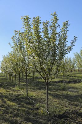 Пересадка вишни и других деревьев как правильно пересадить весной и осенью Апрель или май - когда лучше пересаживать Подробная инструкция