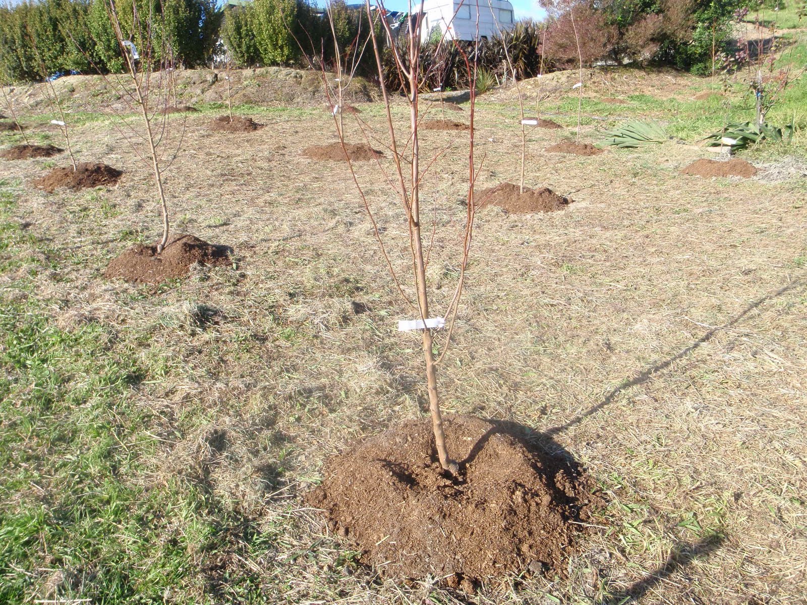как посадить саженцы фруктовых деревьев
