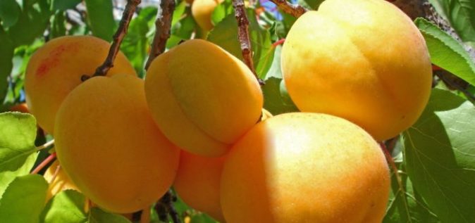 Плоды абрикоса на ветке