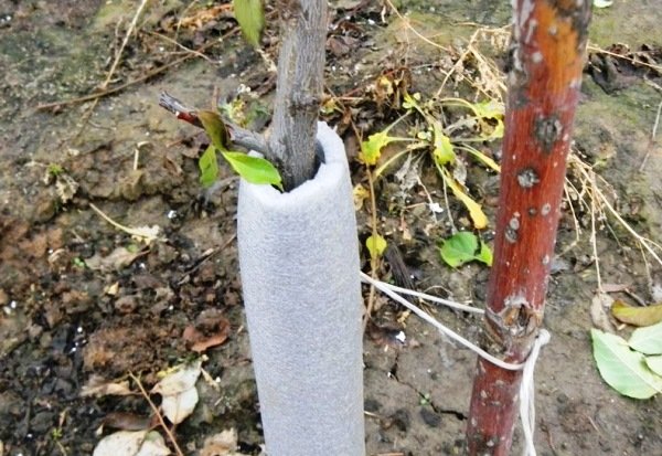 защита плодовых деревьев от морозов