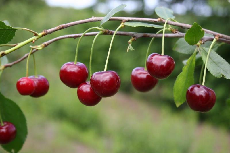 Описание сорта вишни Чернокорка история селекции и морозоустойчивость