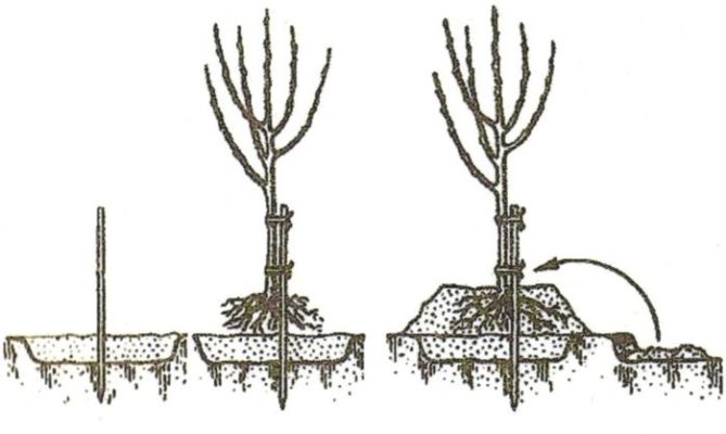 Рисунок посадки дерева