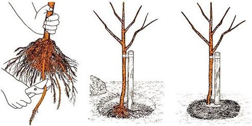 Рисунок посадки дерева