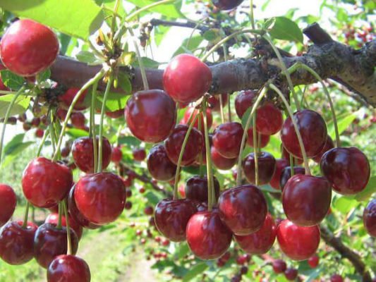Лучшие сорта ранней вишни: посадка и уход