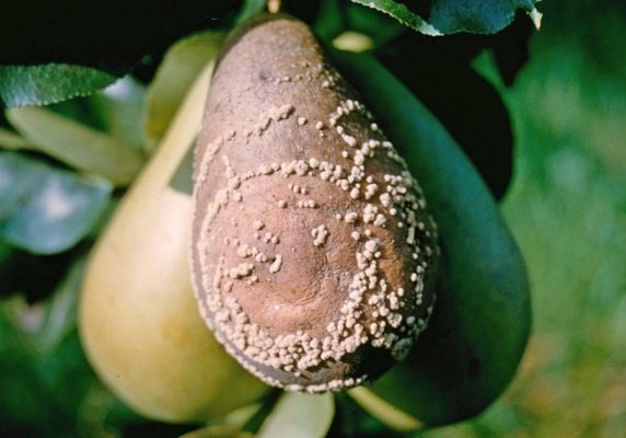 Плоды груши, поражённые монилиозом