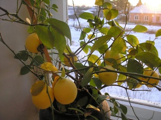 Пожелтевший лимонный куст