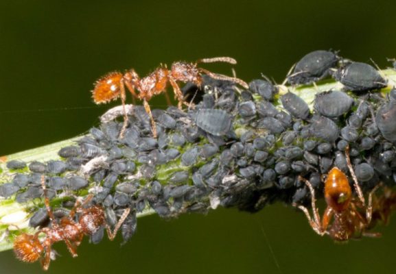 Черные муравьи и тля