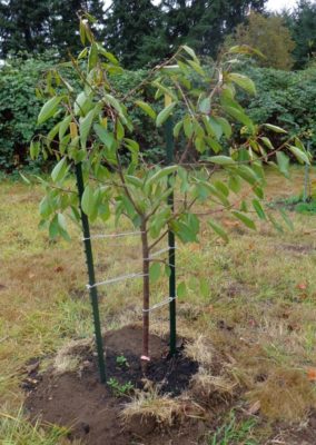 Молодое дерево черешни Приусадебная жёлтая