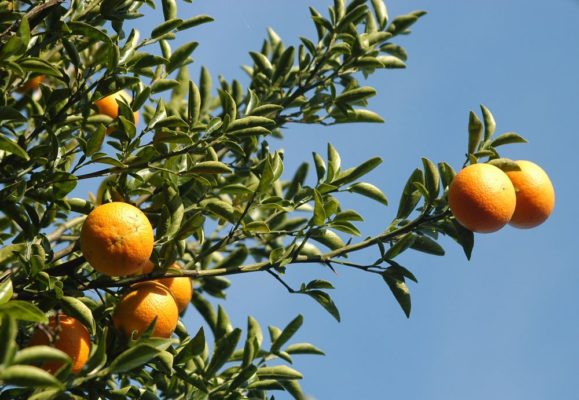 Апельсины на дереве