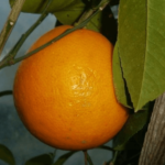 Сорт апельсина Вашингтон Навел