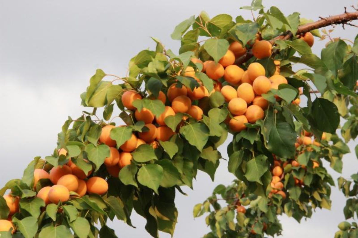 Посадка абрикоса, как правильно сажать весной и не только, как посадитьсаженцами, технология и уход, пошаговая инструкция + видео