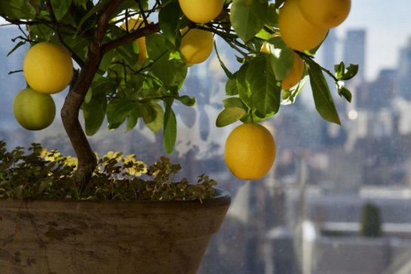 лимон на окне