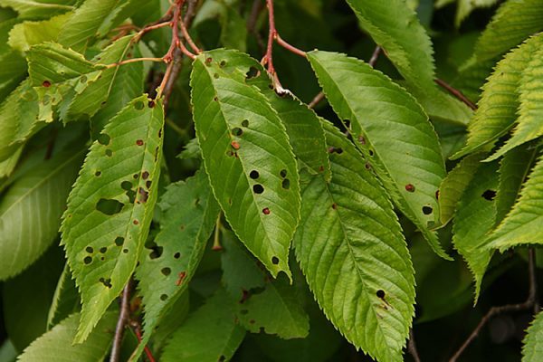 Листья черешни, поражённые клястероспориозом