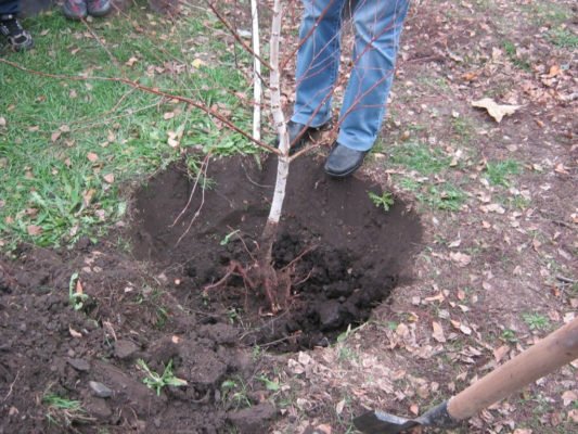 Посадка дерева в яму