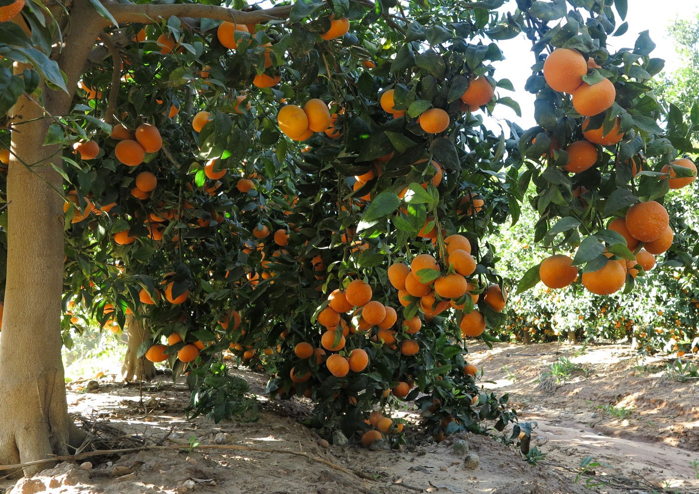 Апельсиновое дерево фото в природе