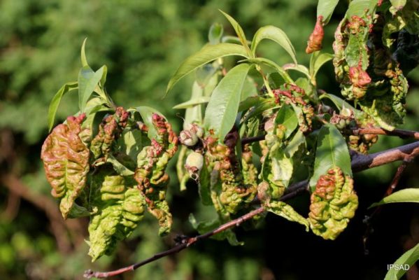 Курчавость листьев персика (нектарина): лечение, опрыскивание весной и нетолько, обработка от болезни