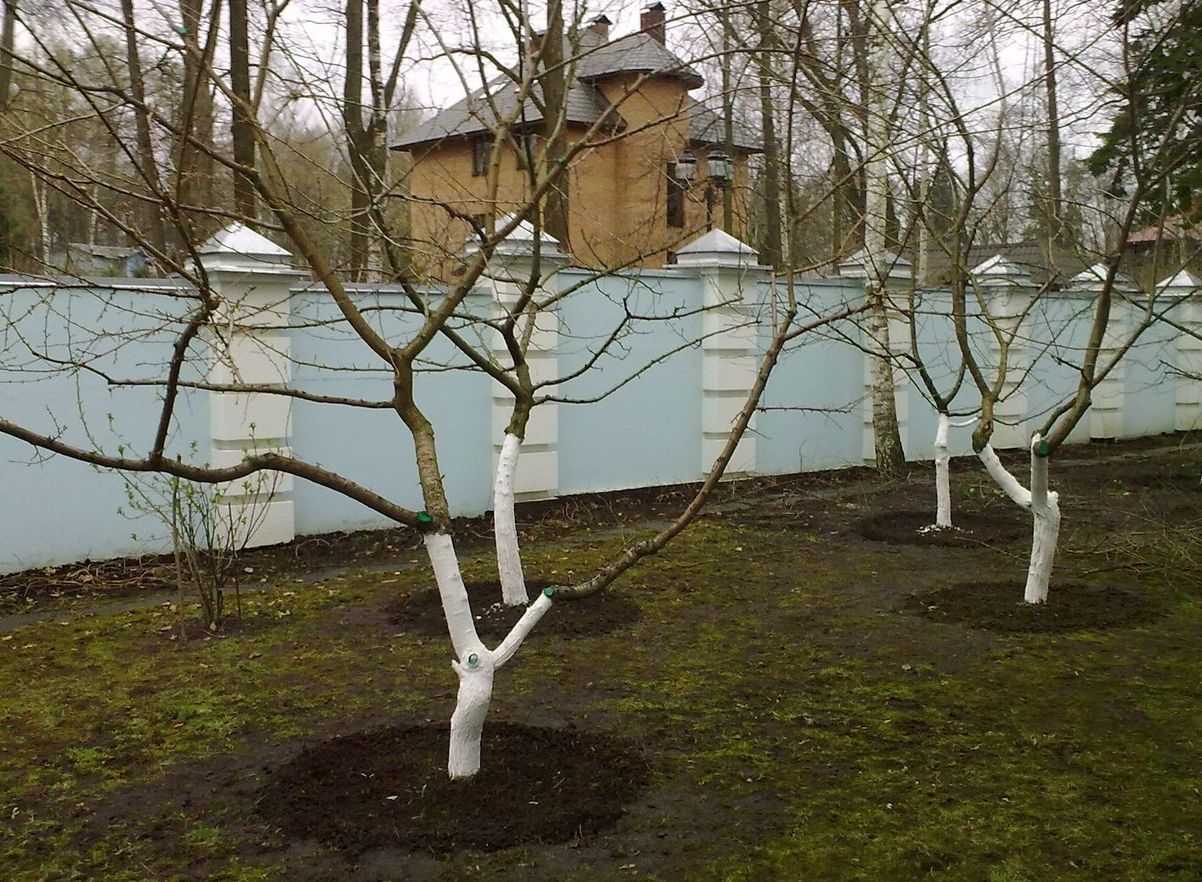 Обрезанные деревья в саду