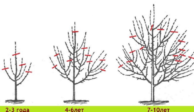 Схема формирования яблони