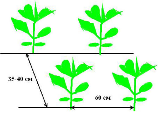 Схема посадки цветной капусты