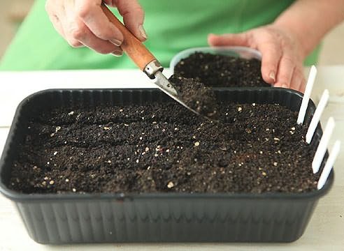 Как с помощью лопатки засыпать семена субстратом