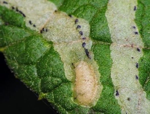 Повреждения, оставленные личинками минирующей мухи