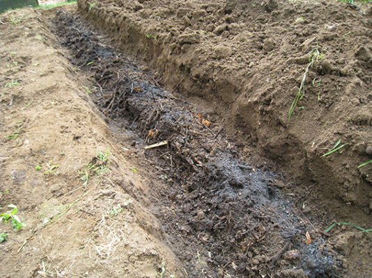 Подготовка почвы для выращивания спаржи